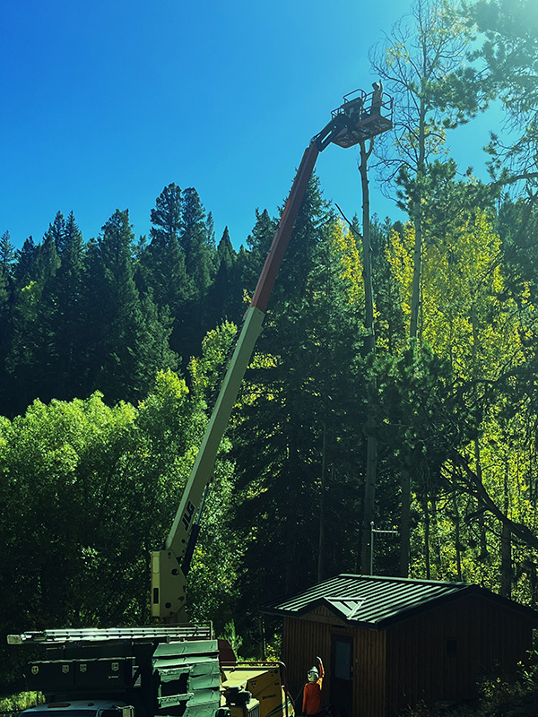 Tree pruning and removal services